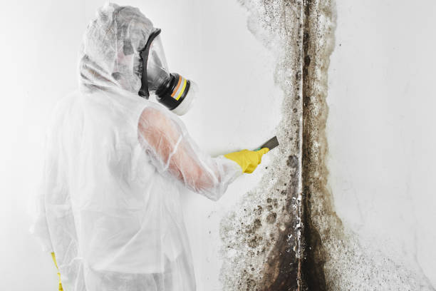 Best HVAC Mold Remediation in West Salem, OH