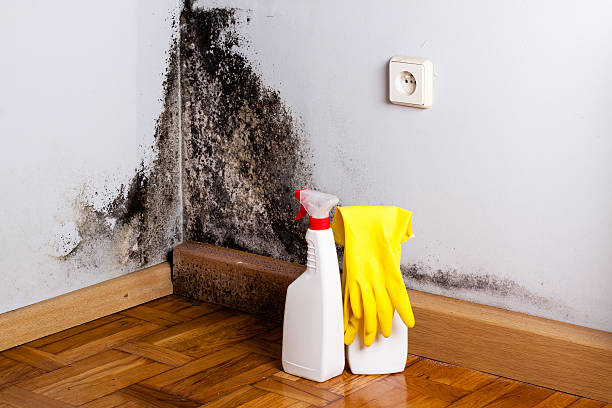 Best Residential Mold Remediation in West Salem, OH