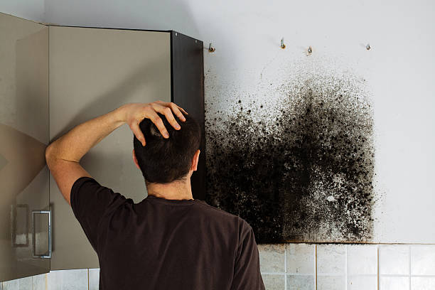 Best Kitchen Mold Remediation in West Salem, OH