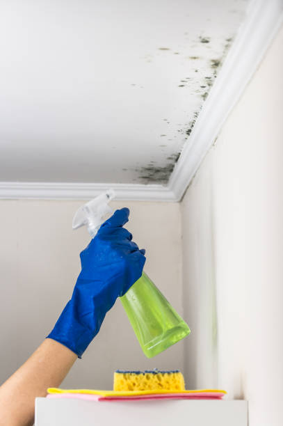 Professional Mold Remediation in West Salem, OH